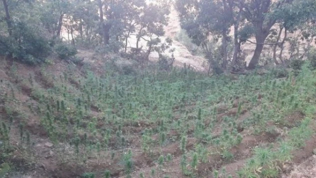 Bingöl'de Hint keneviri vurgunu