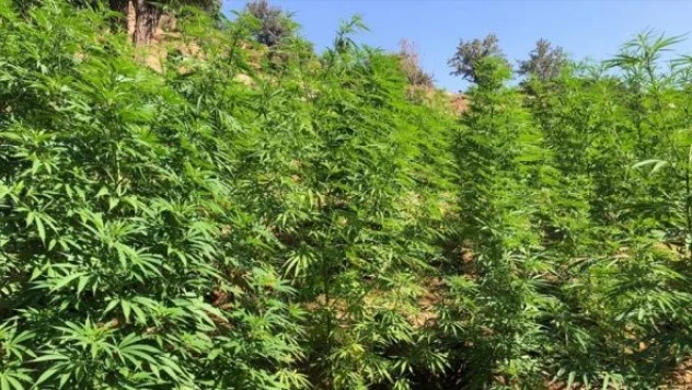 Bingöl'de Hint keneviri operasyonu