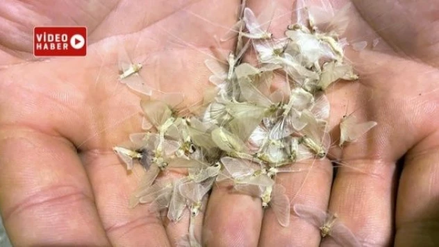 Bu olay yılda bir kez oluyor... Ardahan'da 'ölüm dansı' başladı