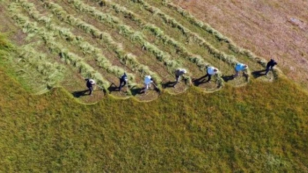 Bu yaylada tırpan mesaisine şarkılar eşlik ediyor