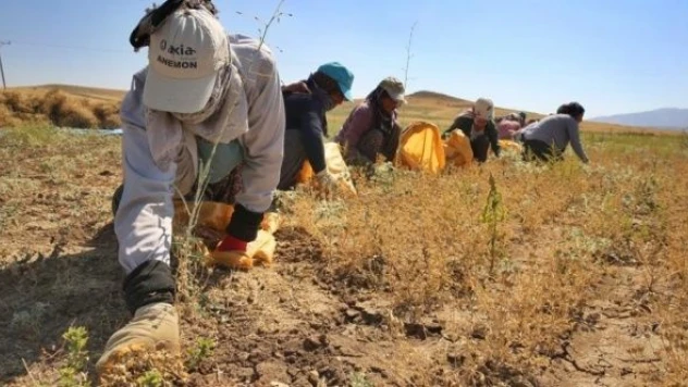 Elazığ'da çörek otu mesaisi başladı!