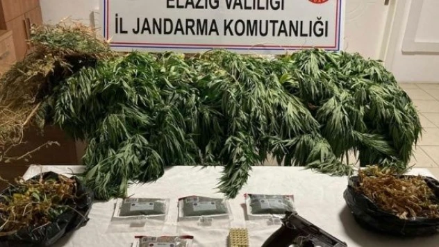 Elazığ'da  Hint keneviri operasyonu!