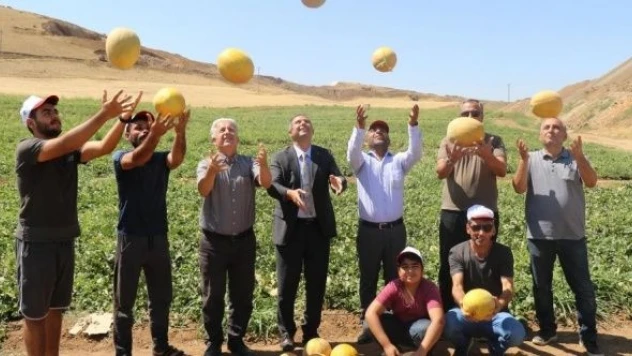 Elazığ'da kavun hasadı yapıldı