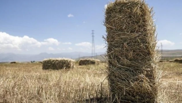 Erzurum'da canlı hayvan sayısında artış bekleniyor