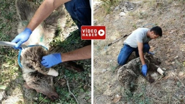 Ekipler tele takılan ayıyı böyle kurtardı