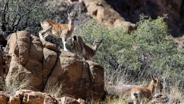 Hakkari'de yaban keçileri neden kör oluyor?
