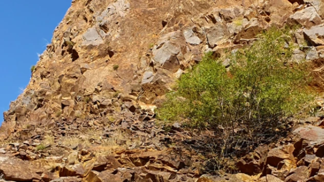 İşte Erzurum'un  yaban keçileri...