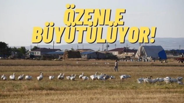 Kars'ın kazları kışa hazırlanıyor!