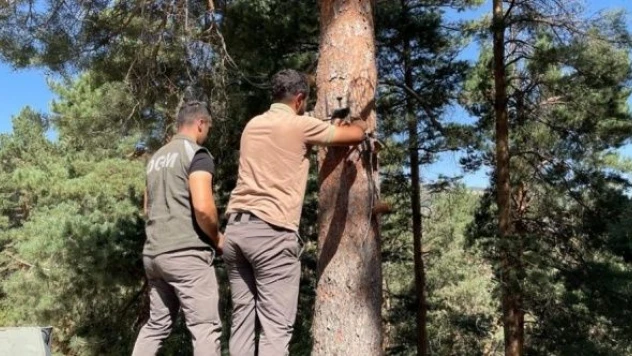 Kars'ta ormanları yapay zeka fotokapanlar koruyor