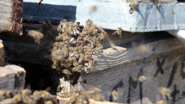 Kars'taki arıcılar yeni sezondan umutlu!