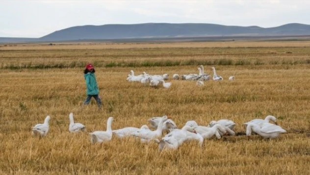 'Kars kazı'  sofralara girmek için kışı bekliyor!