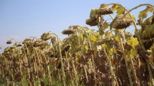 Malatya'da ayçiçeğinden 6 bin ton rekolte bekleniyor