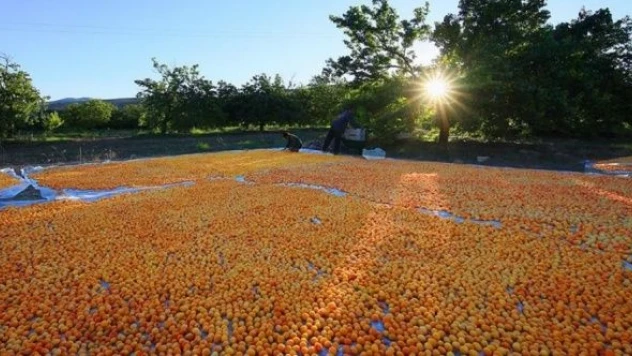 Malatya'nın altınında hasat devam ediyor!
