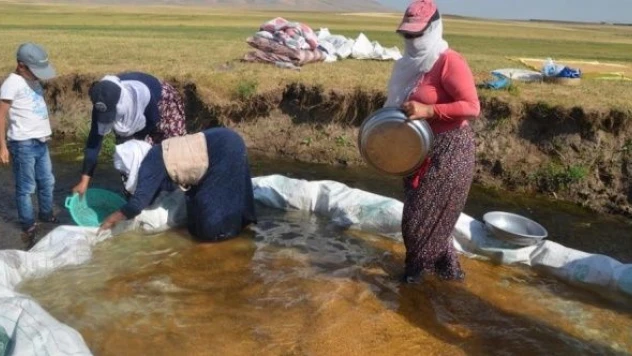 Muş'ta buğday yıkama mesaisi başladı!