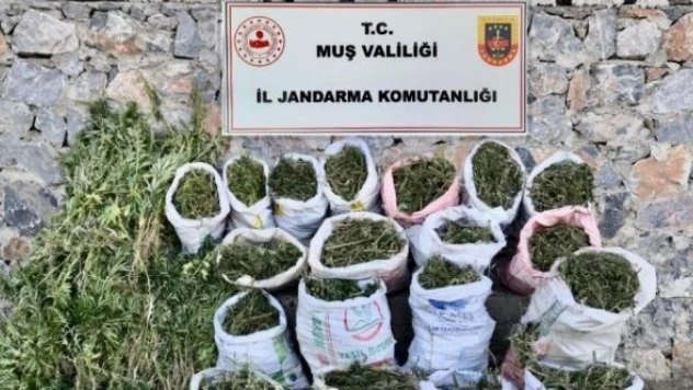 Muş'ta esrar ve kenevir operasyonu!