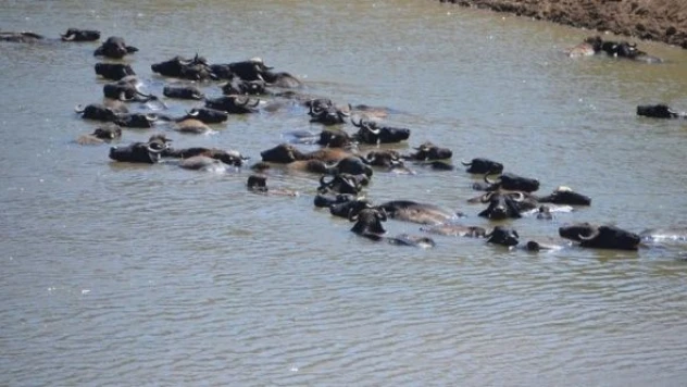 Muş'ta sıcaktan bunalan mandalar işte böyle serinliyor