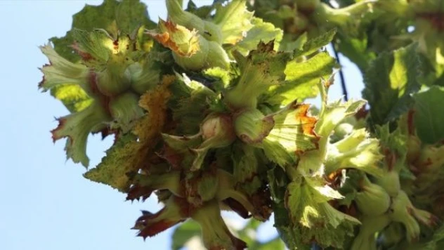 TMO kabuklu fındık alımlarına 22 Ağustos'ta başlayacak