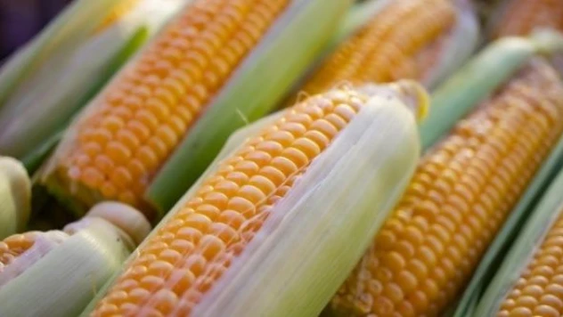 TMO mısır alımlarına yönelik detayları açıkladı!