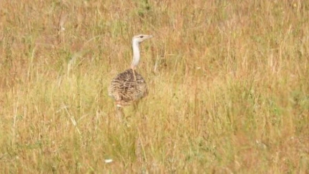 Toy kuşları Kars'ta ortaya çıktı