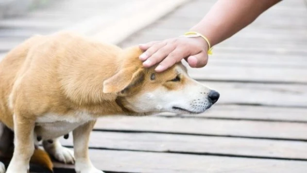 Van Valiliği sahipsiz hayvanları koruma altına alacak