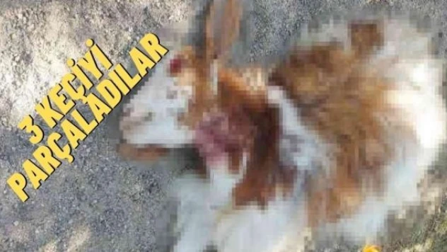 Ağrı'daki köpekler keçileri parçaladı!