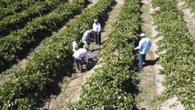 'Cimin üzümü'nün hasadına başlandı