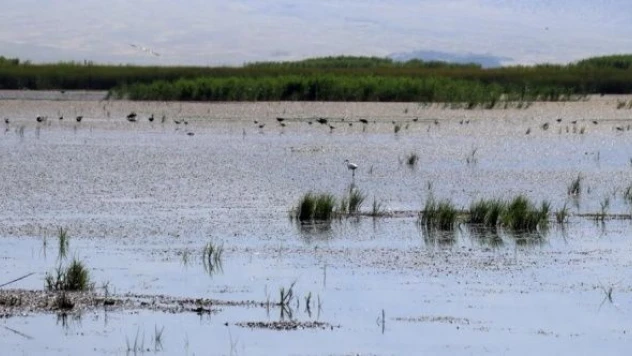 Doğubayazıt Sazlığı 141 kuş türüne ev sahipliği yapıyor