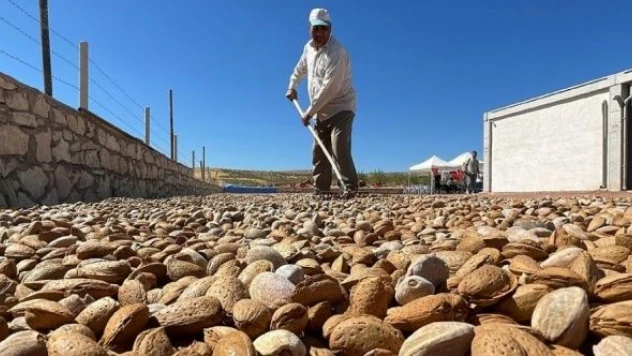 Elazığ'da badem hasadı başladı