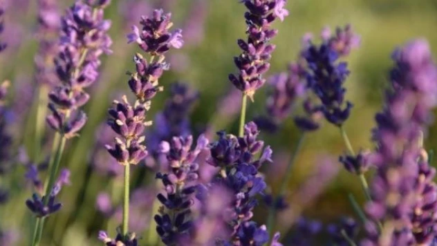 Erzincan'da lavantalar çiftçilerin yeni gelir kapısı olacak