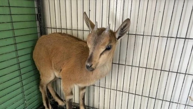 Erzurum'da tedavi edilen yaban keçisi doğaya salındı