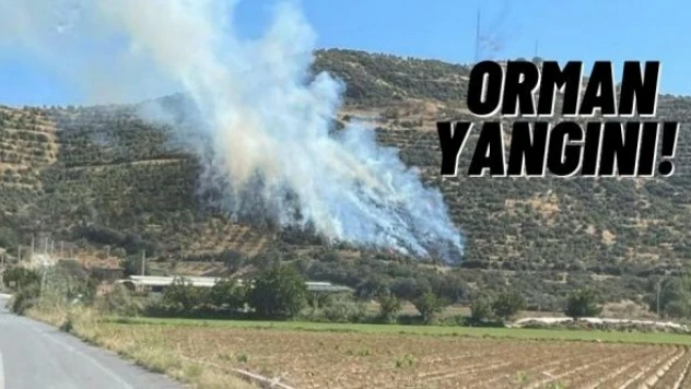 İzmir'de orman yangını!