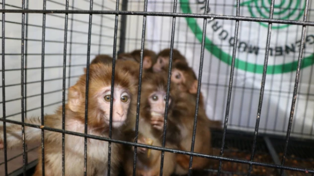 Kaçakçılardan kurtarılan örümcek maymunlar Gaziantep'e gönderildi
