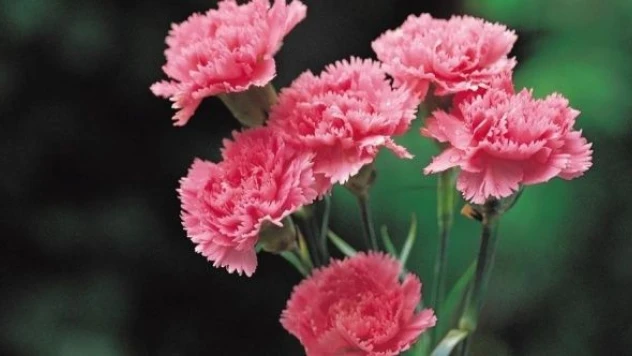 Kraliçe Elizabeth'in cenazesi için Türkiye'den 1,5 milyon dal karanfil gidecek