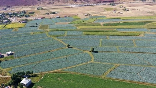 Muş'ta lahanadan 35 milyon lira gelir bekleniyor