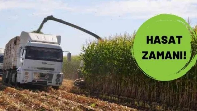 Muş'ta silajlık mısır için hasat mesaisi başladı