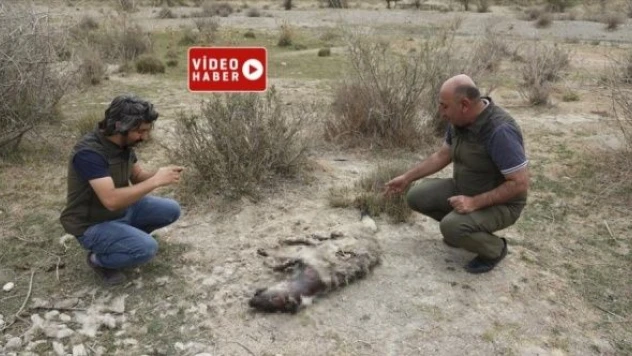 Nesli tükenen çizgili sırtlanı vurdular