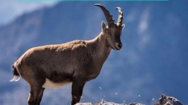 Van gölü aktivistlerinden yaban keçileri ihalesi için çağrı!