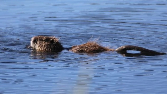 Su maymununun beslenme anı kamerada
