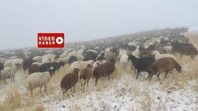 Ağrı'yı sis bastı... Çobanlar yolda kaldı