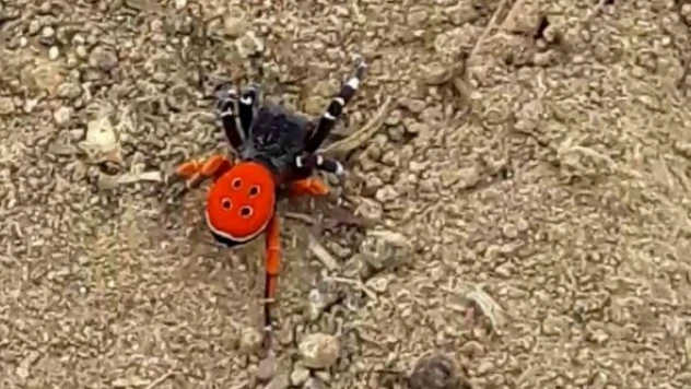 Elazığ'da  'Eresus kollari' görüntülendi