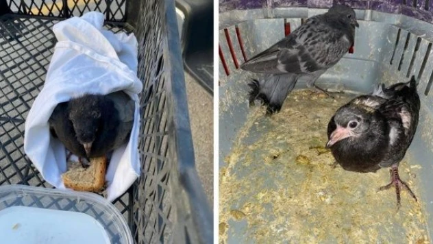 Erzurum'da yaralı bıldırcın ve güvercin tedaviye alındı