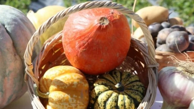 'Hokkaido' kabağı Bayburt'ta gelir kapısı olacak