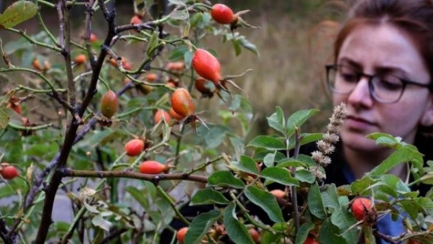 Kars'ta kuşburnu toplama mesaisi başladı