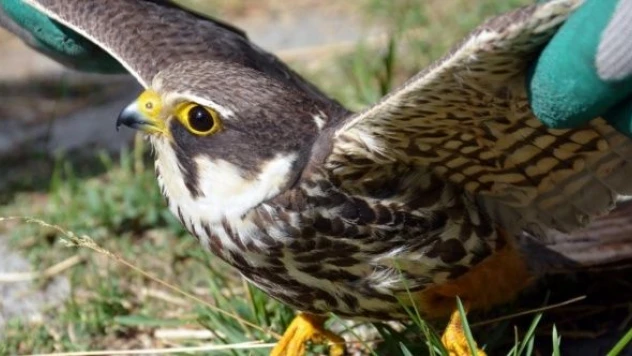 Kars'ta yaralı halde bulunan kerkenez tedaviye alındı
