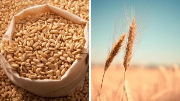 Malatya'da çiftçilere buğday ve arpa tohumu dağıtıldı