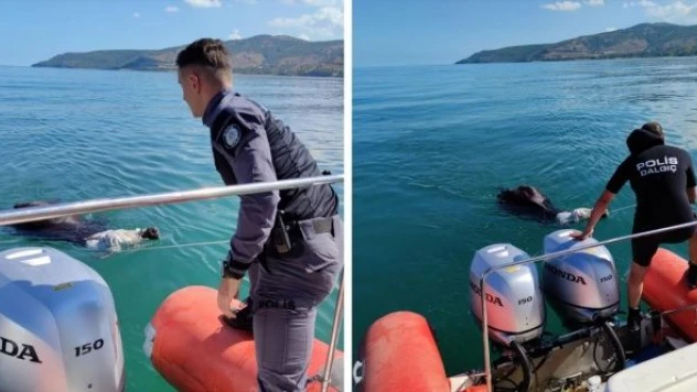 Manda mezbahadan canını böyle kurtardı