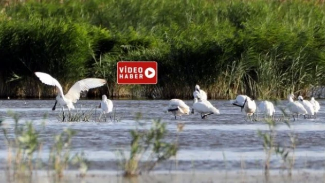 Türkiye'nin en büyük kuşları Ağrı Dağı eteklerinde