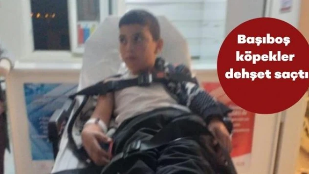 Bitlis'te başıboş köpek dehşeti: Kuduz bulaştı!