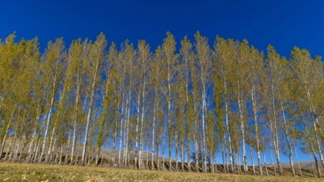 Erzurum'da mahallerde sonbahar renklerine büründü