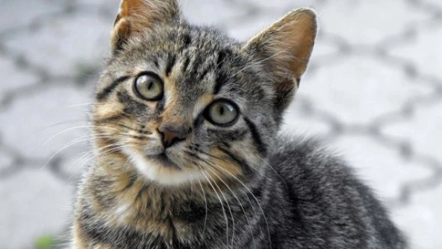 Kedide kuduz tespit edildi:  iki mahalle karantinada